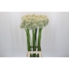 Allium Mount Everest