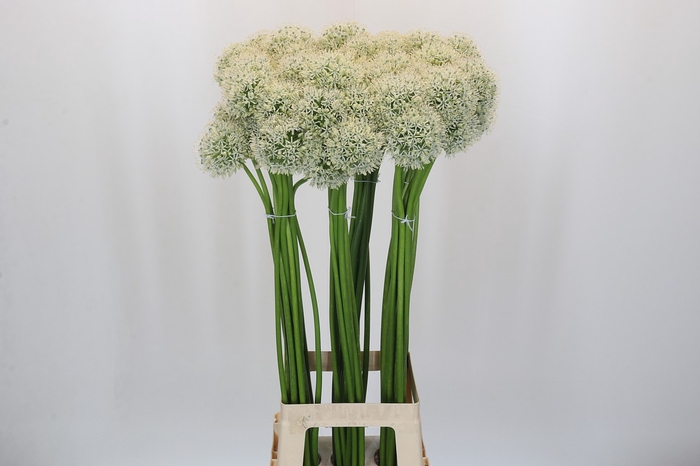 Allium Mount Everest