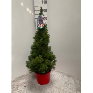 PICEA GL CONICA