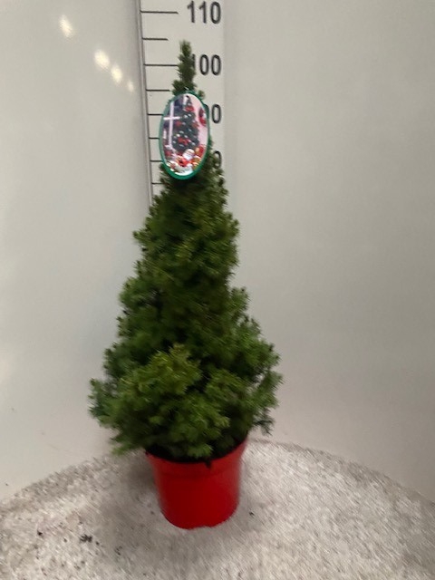 <h4>PICEA GL CONICA</h4>