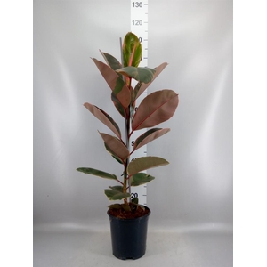 Ficus elastica 'Belize'