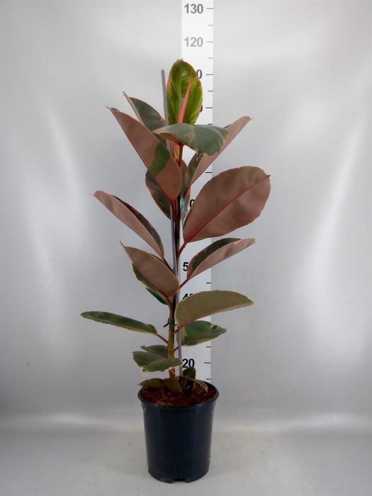 <h4>Ficus elastica 'Belize'</h4>