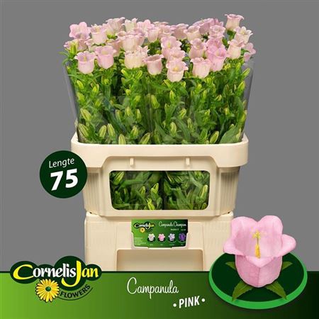 <h4>Campanula Cham Pink</h4>