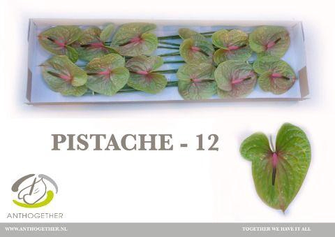 <h4>ANTH A PISTACHE</h4>