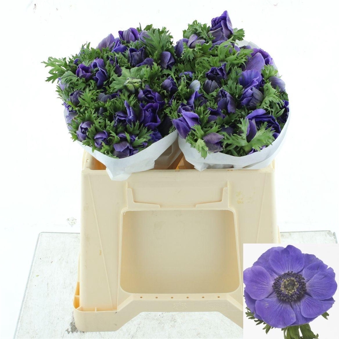 <h4>ANEM CO MIS + D BLUE</h4>