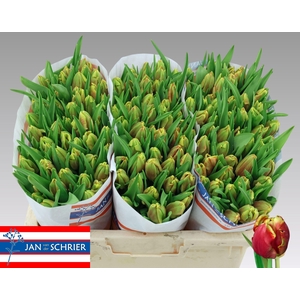 TU PA DEE JAY PARROT