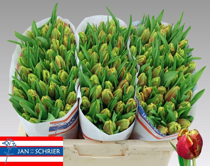 <h4>TU PA DEE JAY PARROT</h4>