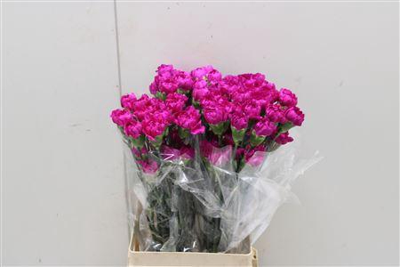 <h4>Di St Tiepolo</h4>