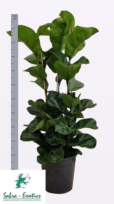 <h4>FICUS LYRATA BAMBINO</h4>