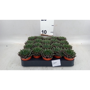 Succulents   ...