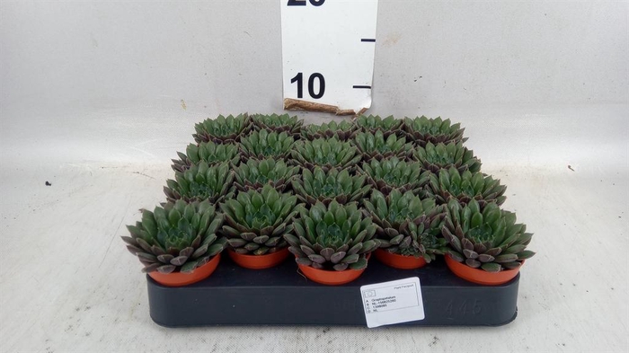 <h4>Succulents   ...</h4>