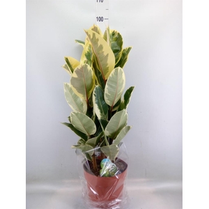 Ficus elastica 'Tineke'