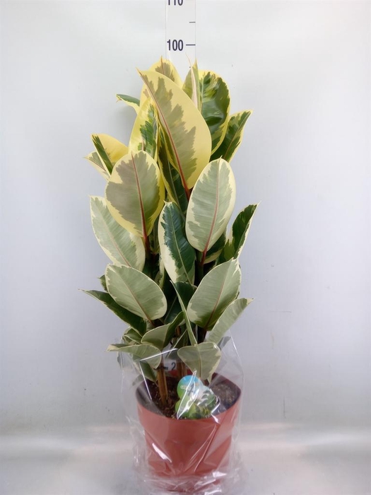 <h4>Ficus elastica 'Tineke'</h4>
