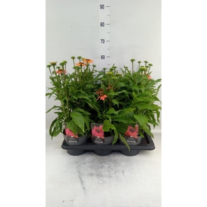 Echinacea   ...