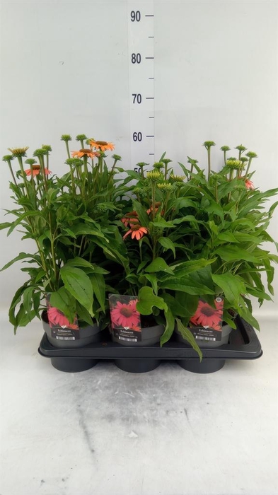 <h4>Echinacea   ...</h4>