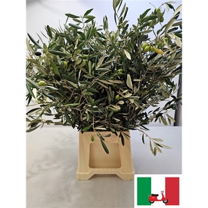 OLEA EUROPAEA PB