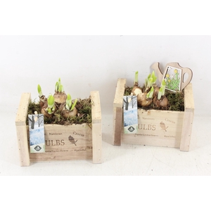arr4 Narcis JS - Hout kist Bulbs