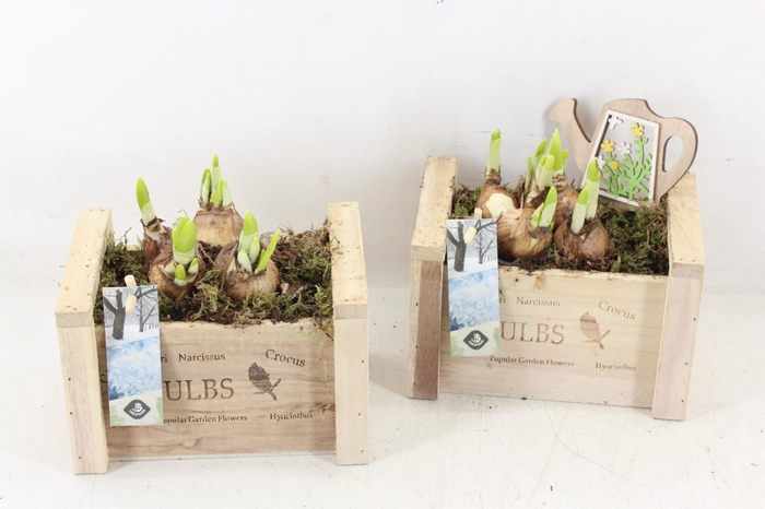 <h4>arr4 Narcis JS - Hout kist Bulbs</h4>
