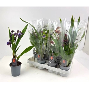 ORCHID MIX P9