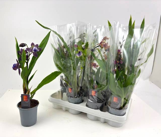 <h4>ORCHID MIX P9</h4>