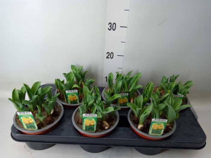 <h4>Tulipa DU   ...</h4>