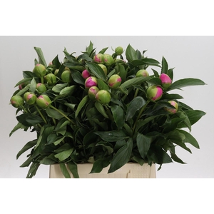 Paeonia Monsieur Jules Elie