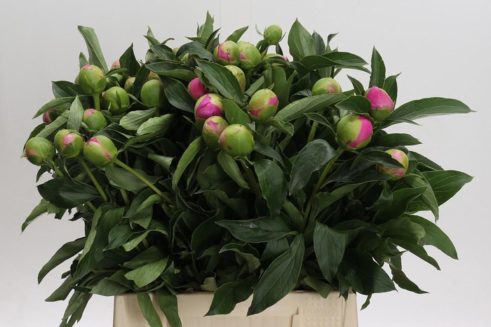 <h4>Paeonia Monsieur Jules Elie</h4>