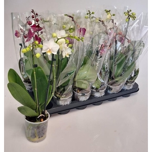 PHAL GEM 4 KL
