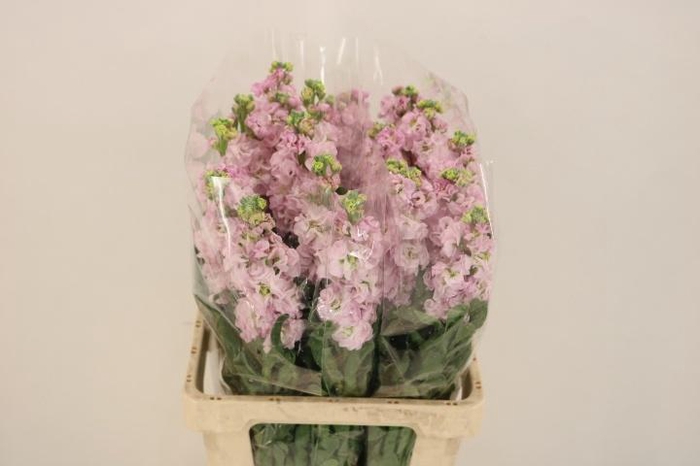 <h4>MATTH IRON CHERRY BL</h4>