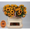 Helianthus Orange Fire