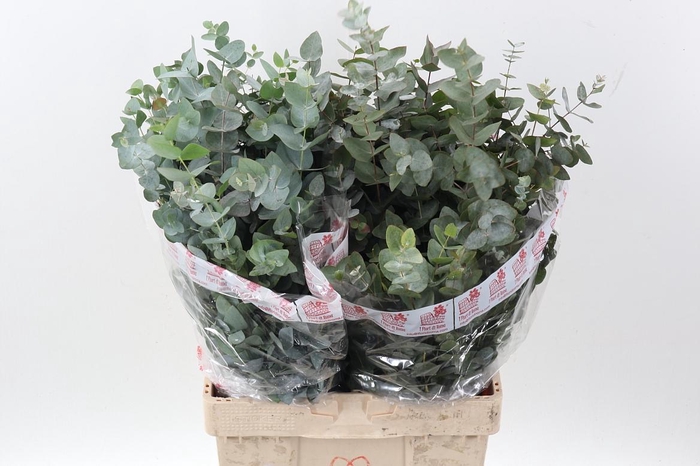 <h4>Euc Cinerea Per Bos</h4>