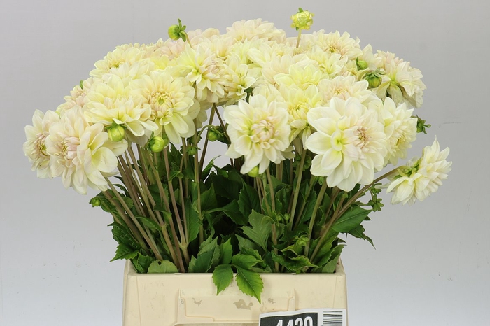 <h4>Dahlia Champagne A2</h4>