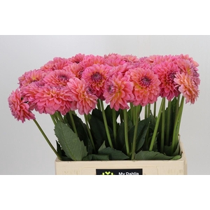 DAHLIA  'PINK RUNNER'