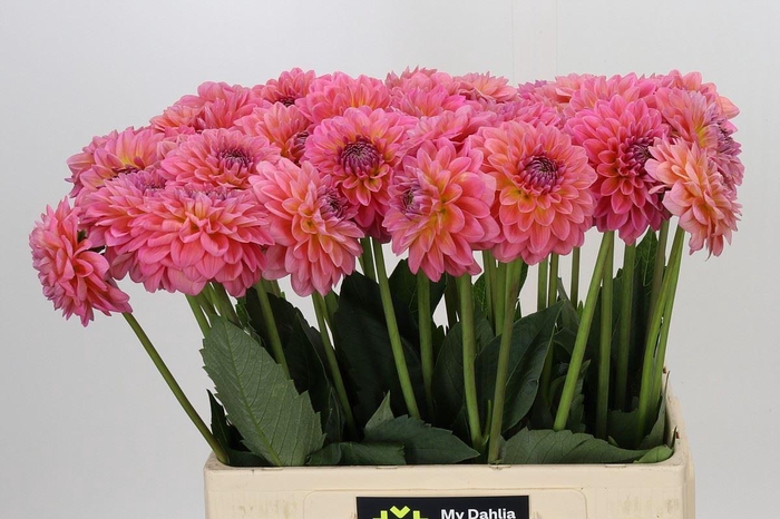 <h4>DAHLIA  'PINK RUNNER'</h4>