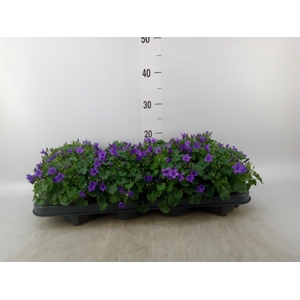 Campanula porten. 'Porto'