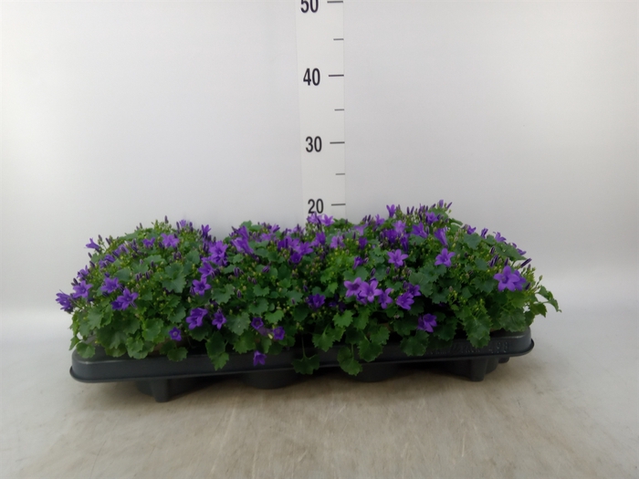 <h4>Campanula porten. 'Porto'</h4>