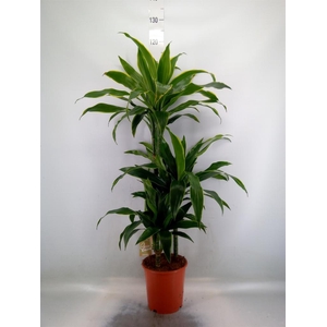 Dracaena fr de 'Art'