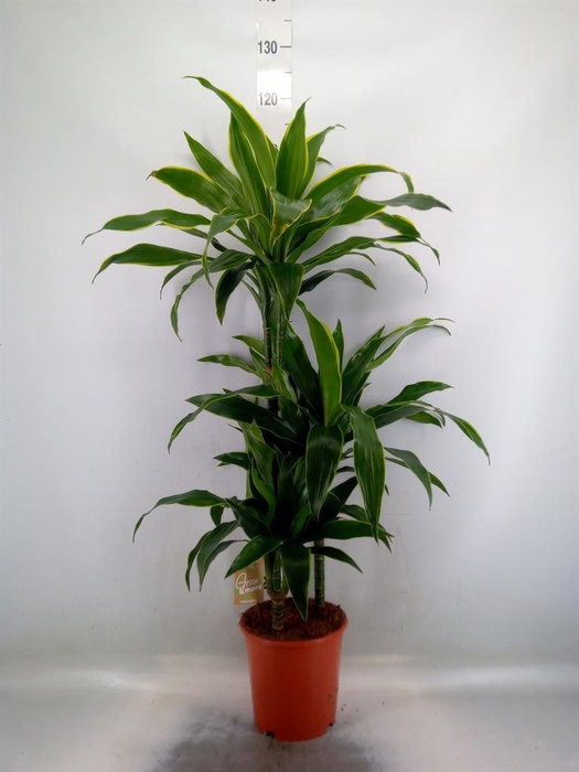 <h4>Dracaena fr de 'Art'</h4>