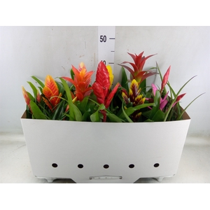 Bromelia   ...mix 10