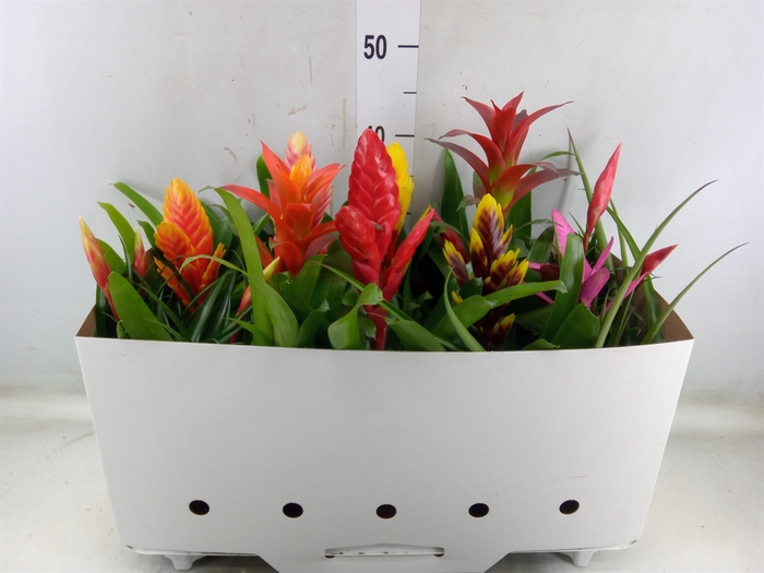 <h4>Bromelia   ...mix 10</h4>