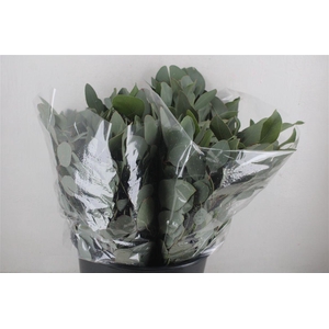 Euca Populus Short 150gr P Bunch