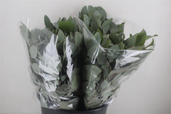 <h4>Euca Populus 150gr P Bunch</h4>
