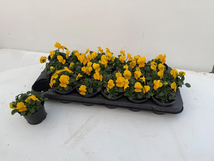 <h4>VIO CO SORBET GEM</h4>