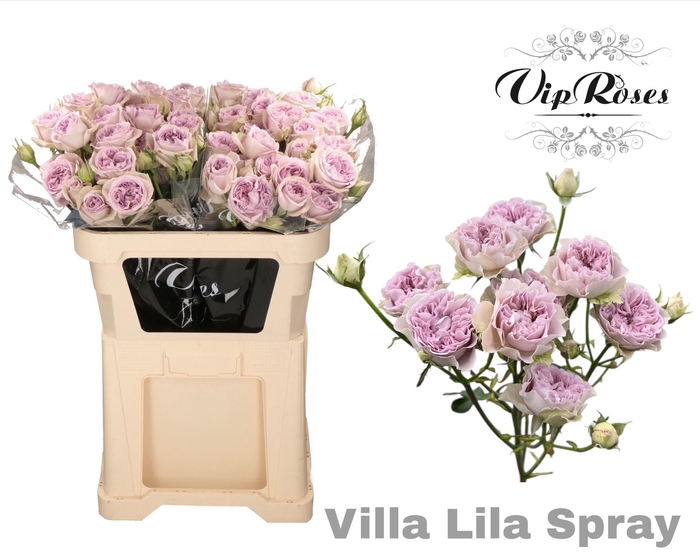 <h4>R TR VILLA LILA</h4>
