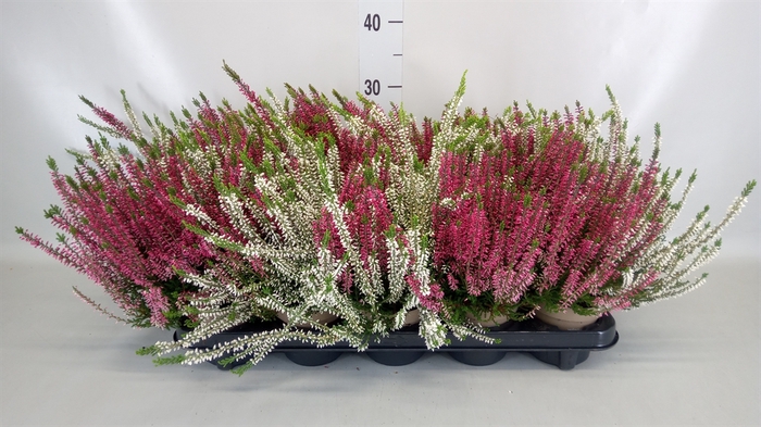 <h4>Calluna vulg. 'Garden G Twin'</h4>