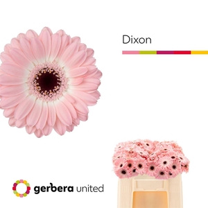 Ge Mi Dixon 07 CM,AQUA,ROZE,(NL),(20)