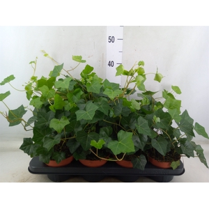 Hedera hibernica