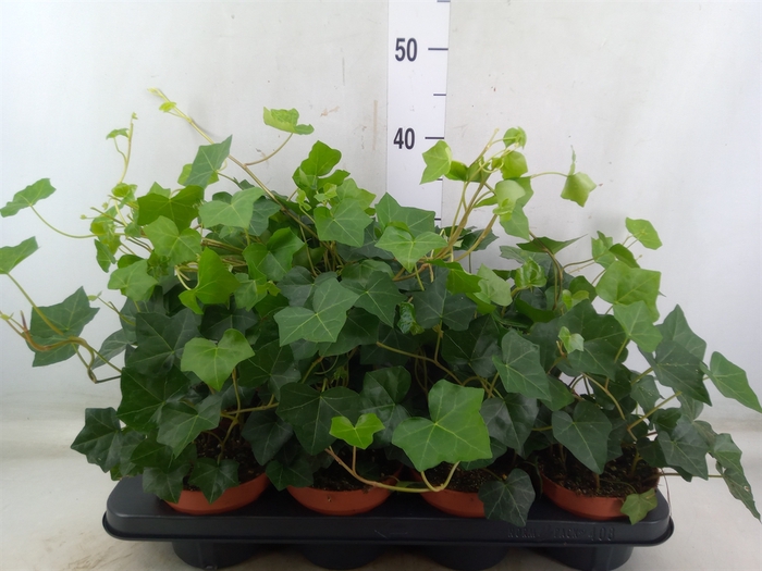 <h4>Hedera hibernica</h4>