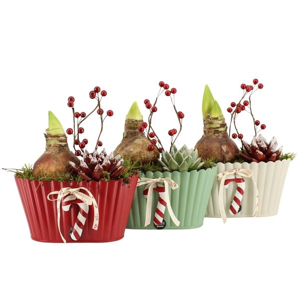 <h4>61829: X-mas arrangement</h4>