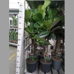 Ficus lyrata